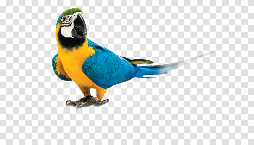 Parrot Parrot, Bird, Animal, Beak, Macaw Transparent Png