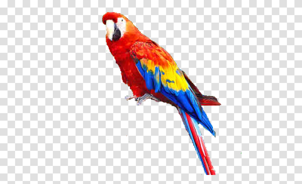 Parrot Parrot, Bird, Animal, Macaw Transparent Png