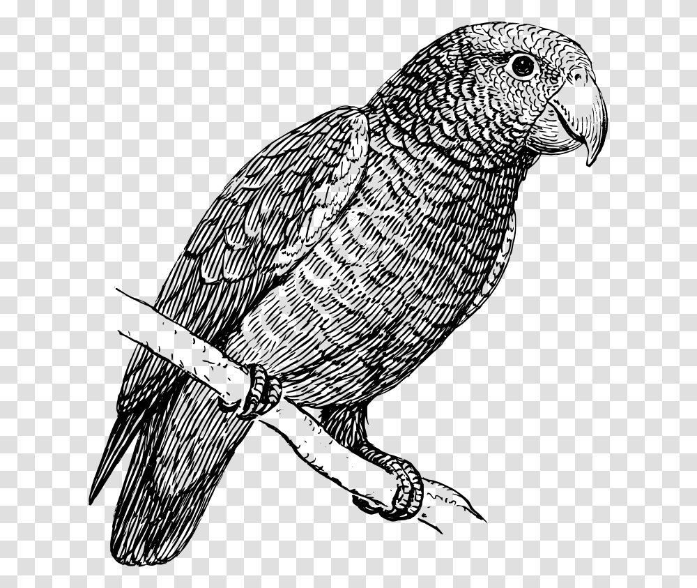 Parrot Parrot Bird In Black And White, Gray, World Of Warcraft Transparent Png