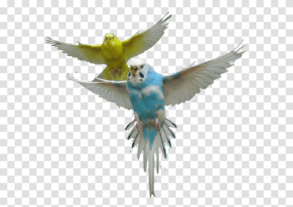 Parrot Parrots Bird Fly Air Up Sky Colors Cute Budgie Bird, Animal, Parakeet, Flying Transparent Png