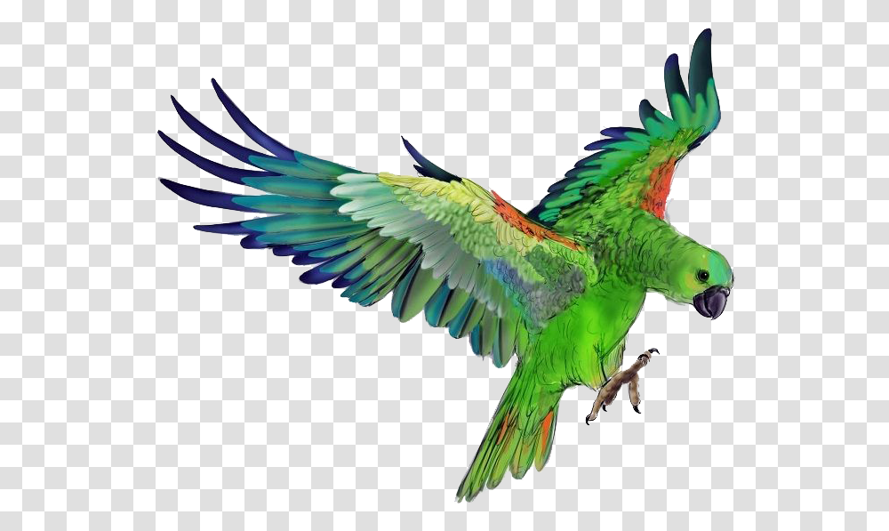 Parrot Photo Background Green Parrot Hd, Bird, Animal, Macaw, Parakeet Transparent Png