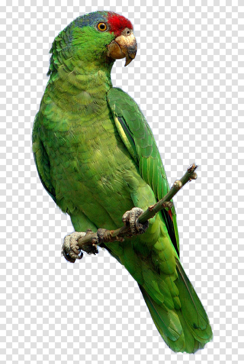 Parrot Photo Green Parrot, Bird, Animal, Parakeet, Macaw Transparent Png