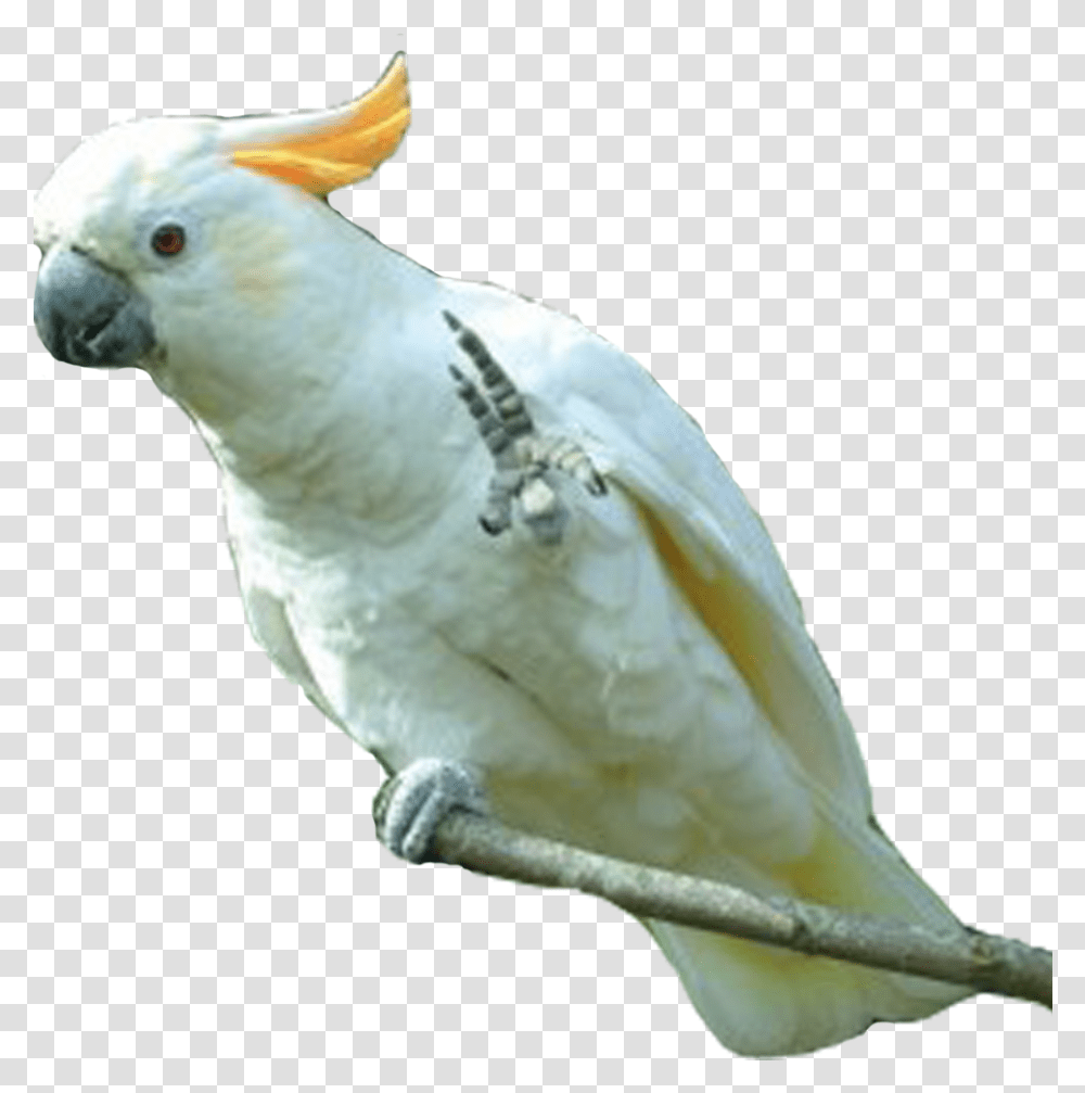 Parrot Photo Of Cockatoo, Bird, Animal Transparent Png
