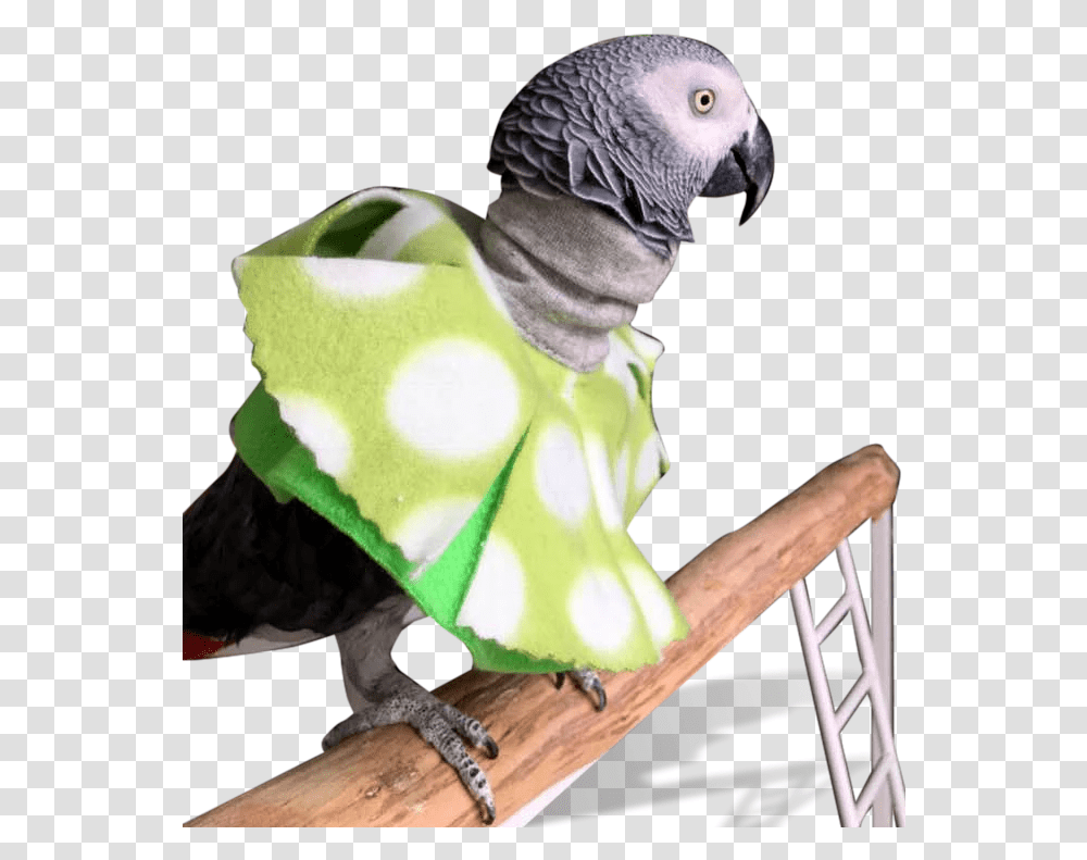 Parrot Poncho For Feather Picking HelpClass Macaw, Animal, Bird, African Grey Parrot, Beak Transparent Png