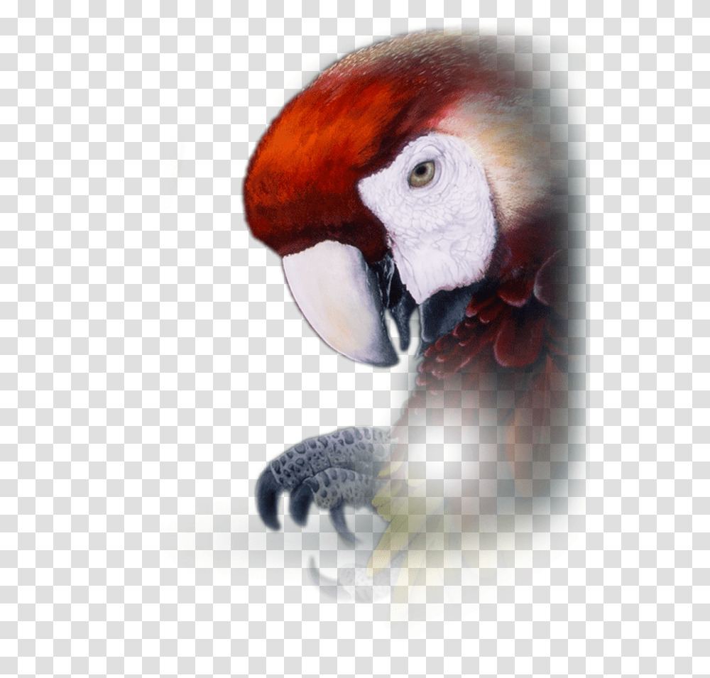 Parrot Repeater Pocket Watch Macaw, Bird, Animal Transparent Png