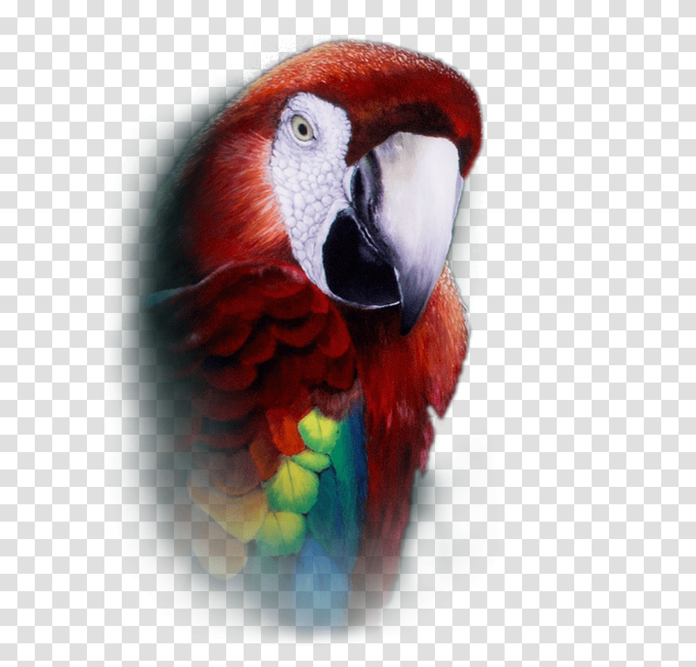 Parrot Repeater Pocket Watch Macaw, Bird, Animal Transparent Png