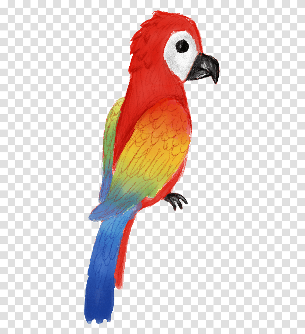 Parrot Summer Tropical Tropicalstickers Tropicalbirds Macaw, Animal, Parakeet, Finch Transparent Png