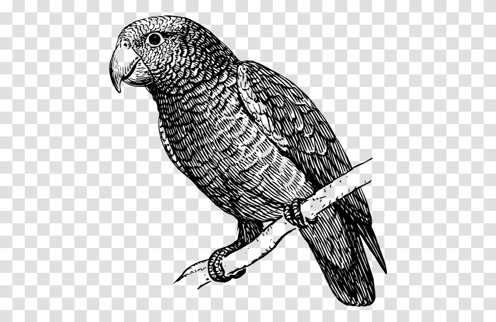 Parrot Svg Clip Arts White And Black Parrot, Gray, World Of Warcraft Transparent Png