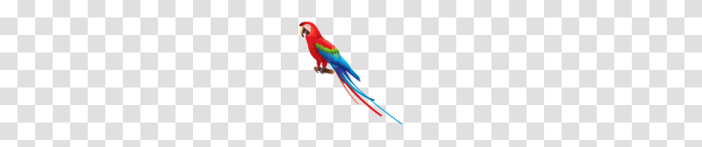 Parrot Vector Clip Art, Macaw, Bird, Animal Transparent Png