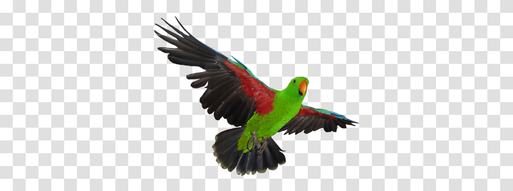 Parrotjunctioncom Eclectus Parrot, Bird, Animal, Macaw Transparent Png