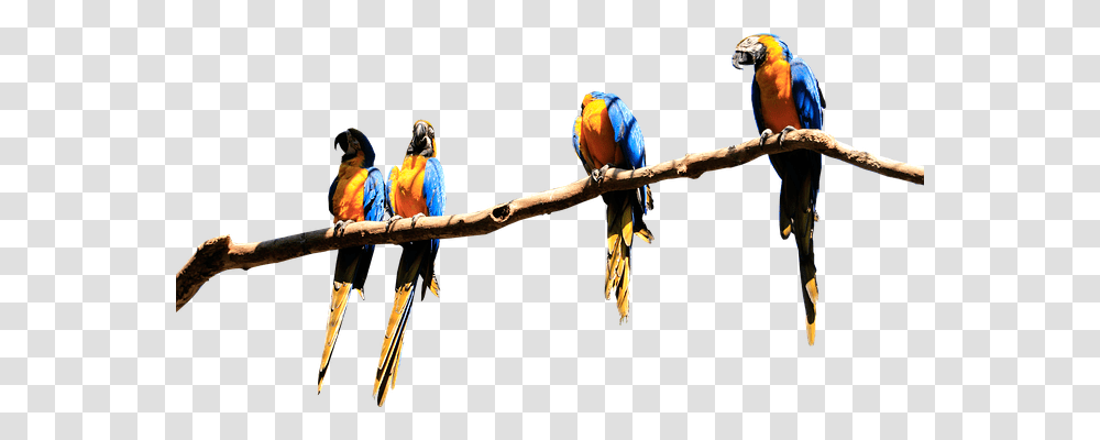 Parrots Animals, Macaw, Bird, Person Transparent Png