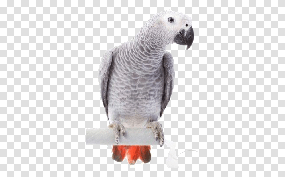 Parrots And Birds Grey Parrot, Animal, African Grey Parrot Transparent Png