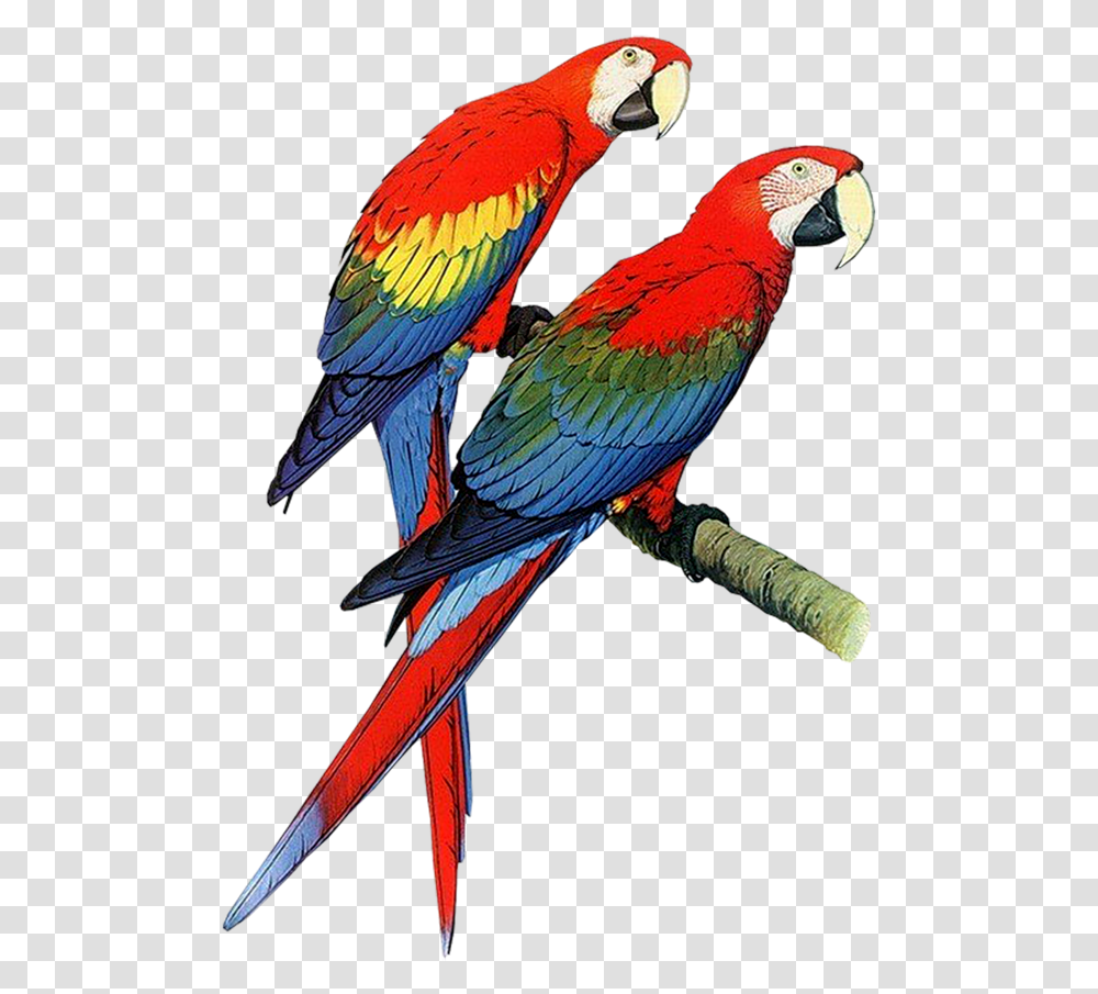 Parrots Clipart, Bird, Animal, Macaw Transparent Png