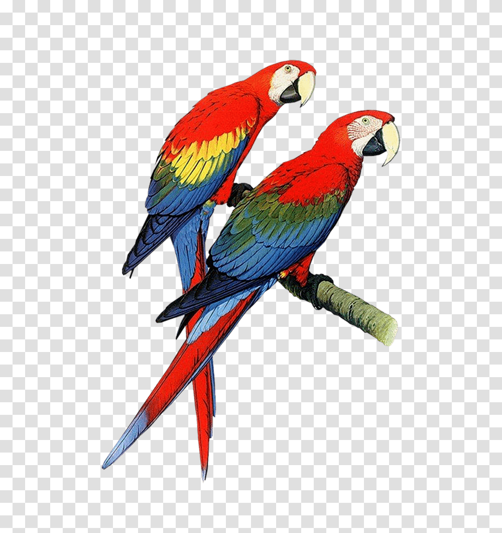 Parrots Cliparts, Bird, Animal, Macaw Transparent Png