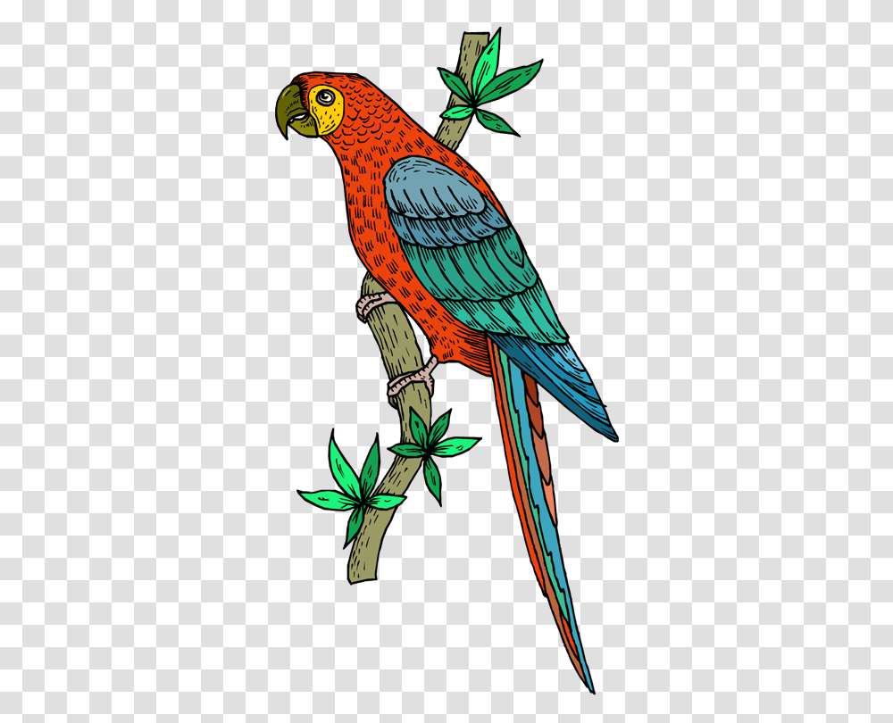 Parrots Cliparts, Macaw, Bird, Animal Transparent Png