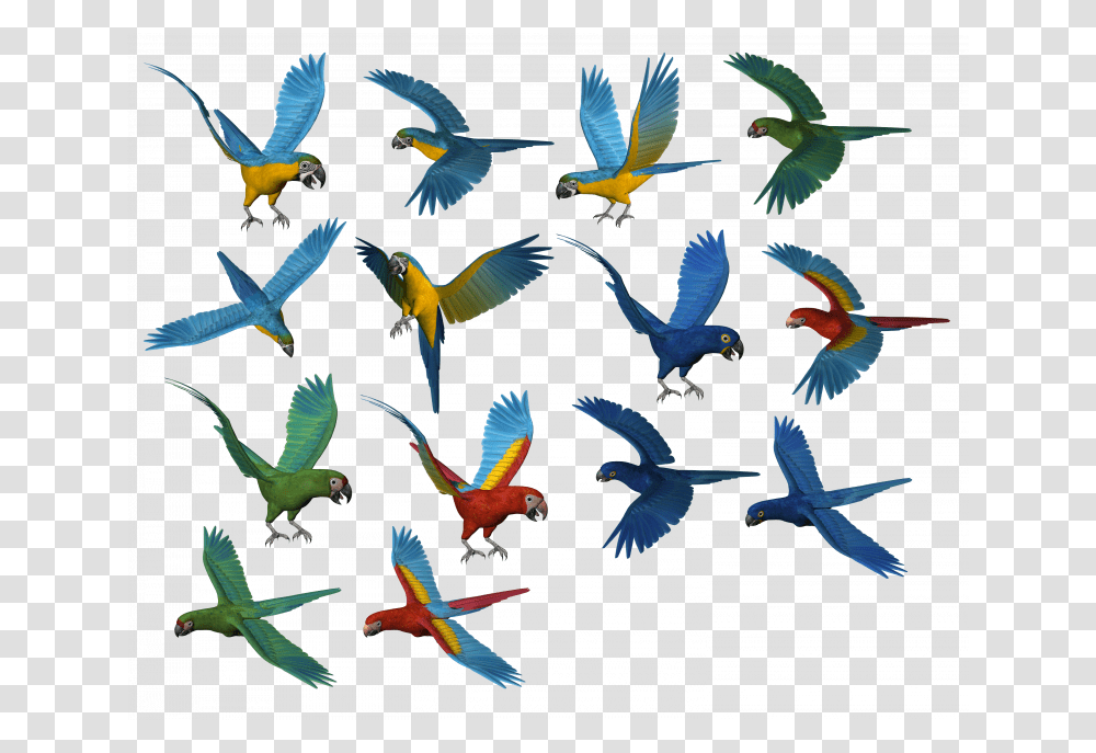 Parrots, Flying, Bird, Animal, Flock Transparent Png
