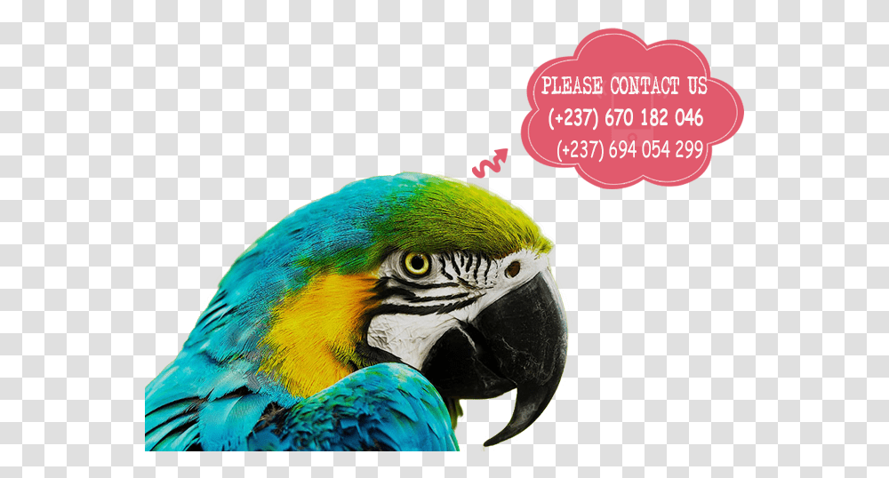 Parrots For Sale Macaw Parrot In Africa, Bird, Animal, Beak Transparent Png
