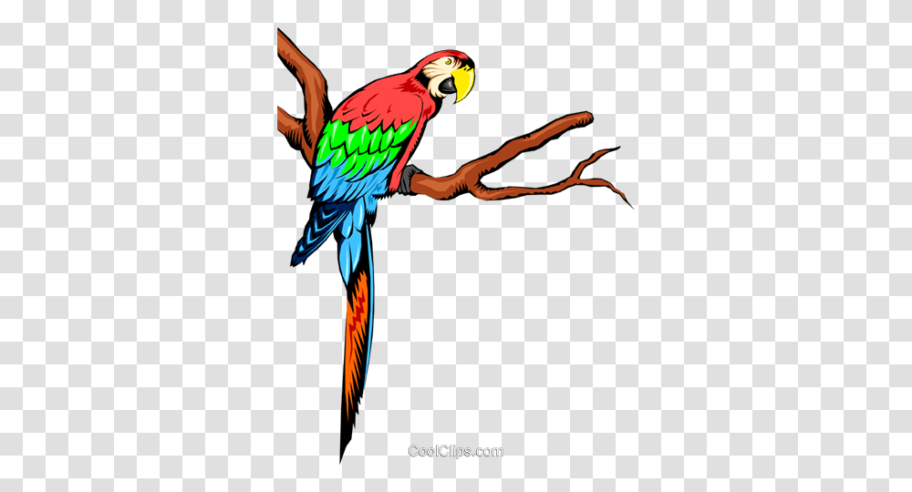 Parrots Royalty Free Vector Clip Art Illustration, Macaw, Bird, Animal Transparent Png