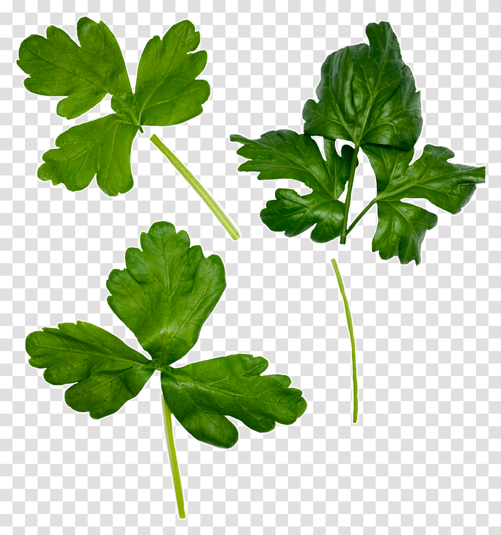 Parsley Coriander, Vase, Jar, Pottery, Plant Transparent Png