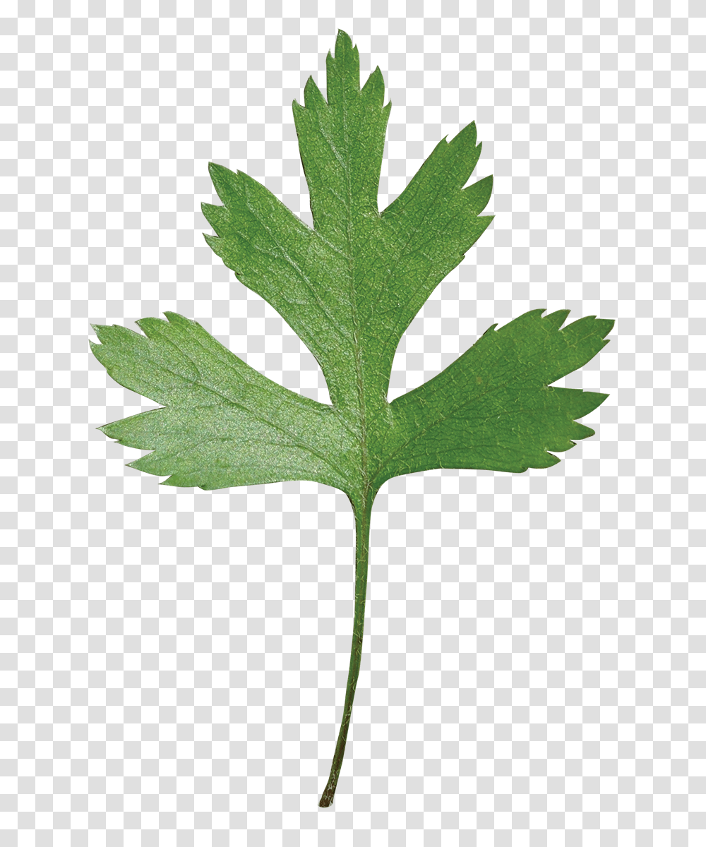 Parsley Hawthorn Friends Of The Louisiana State Arboretum, Leaf, Plant, Green, Vase Transparent Png