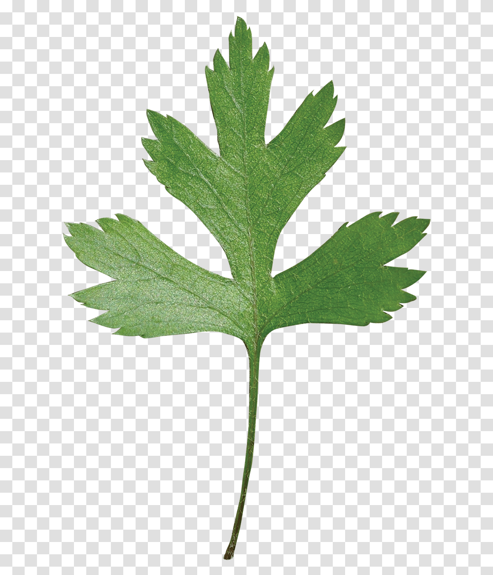 Parsley Hawthorn Leaf, Plant, Vase, Jar, Pottery Transparent Png