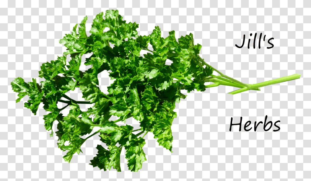 Parsley Herb Pure Herbs, Vase, Jar, Pottery, Plant Transparent Png