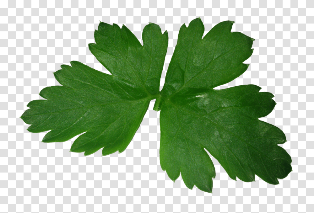 Parsley Images, Leaf, Plant, Vase, Jar Transparent Png