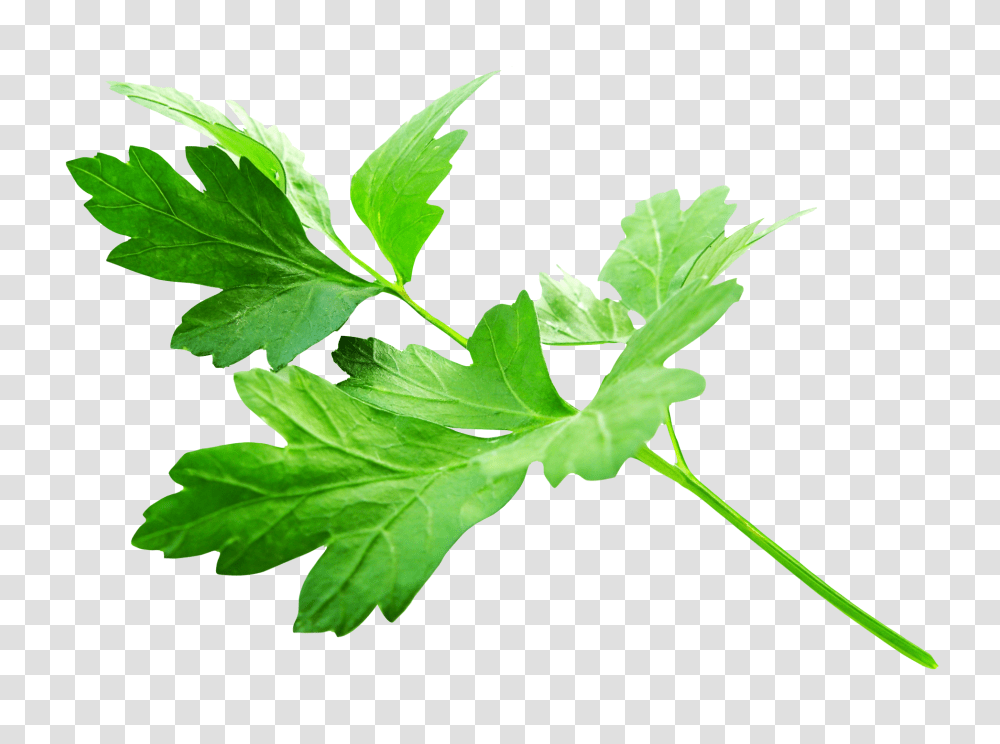 Parsley Leaves Image, Food, Vase, Jar, Pottery Transparent Png