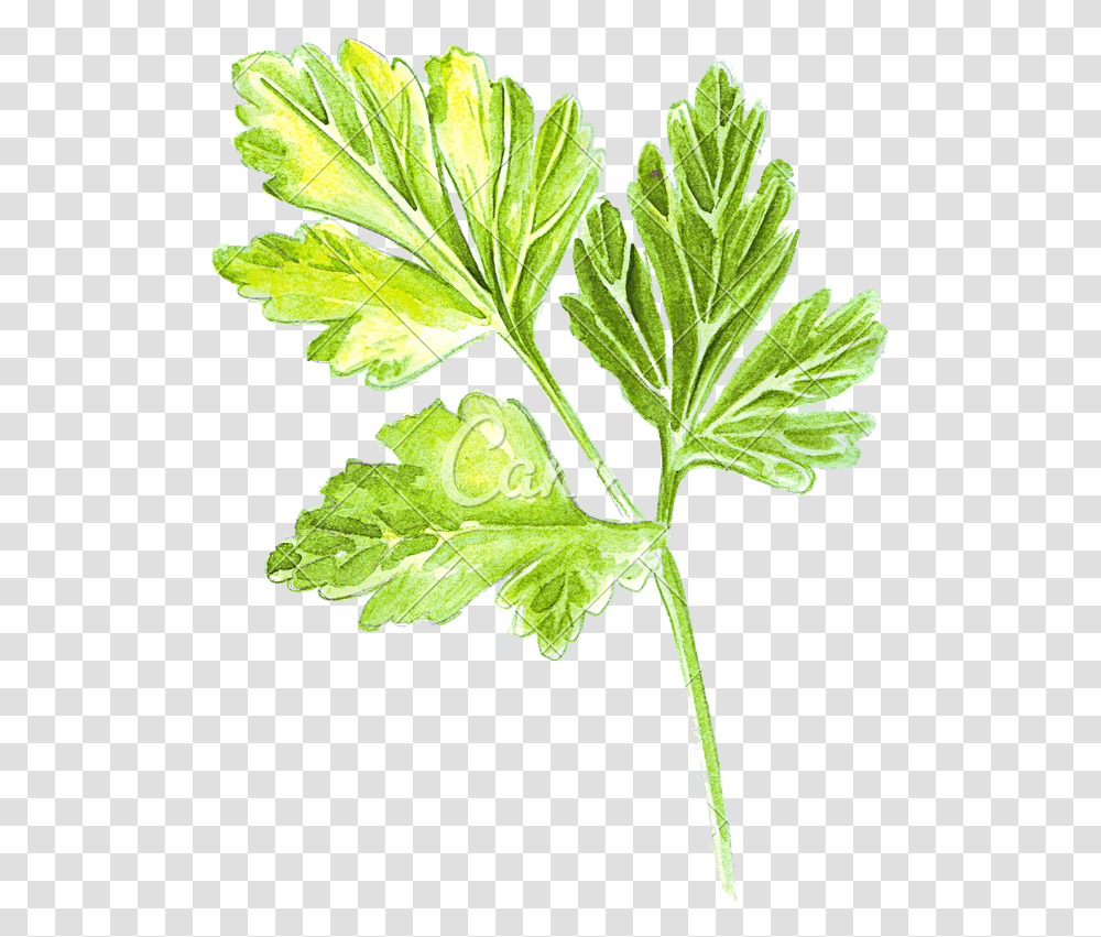 Parsley Parsley Drawing, Plant, Potted Plant, Vase, Jar Transparent Png