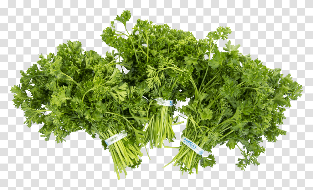 Parsley Transparent Png