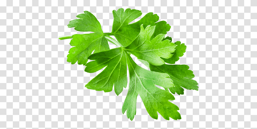 Parsley, Vase, Jar, Pottery, Plant Transparent Png