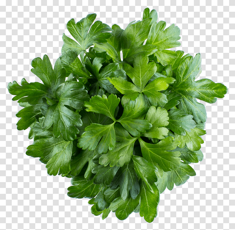 Parsley Water Celery, Plant, Vase, Jar, Pottery Transparent Png