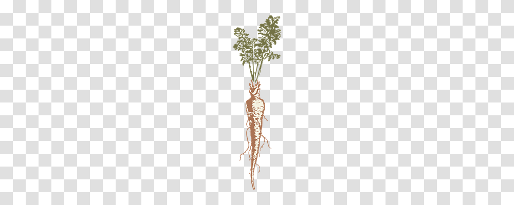 Parsnip Nature, Plant, Food, Produce Transparent Png