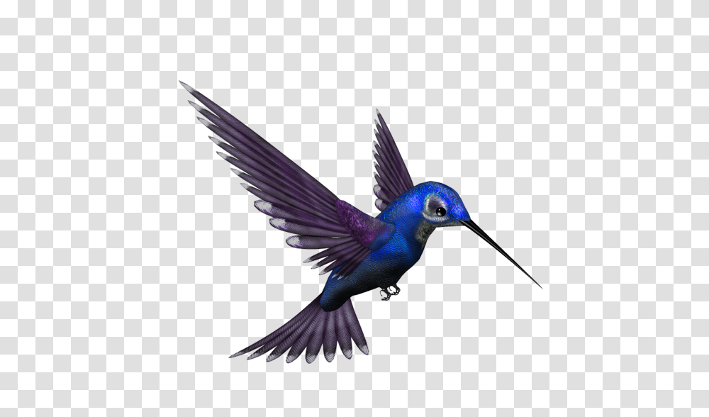 Part New Zip Download All New Editing, Bird, Animal, Bluebird, Jay Transparent Png