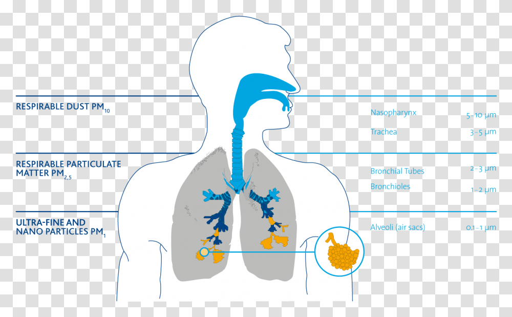 Particles In The Respiratory Tract Pm Particles Respiratory Tract, Plot, Diagram, Head Transparent Png