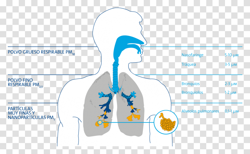 Particulate Matter Human Lungs, Outdoors, Nature, Plot Transparent Png