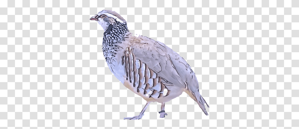Partridge Background Image Quail, Bird, Animal, Beak Transparent Png