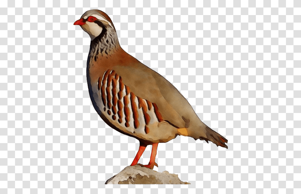 Partridge Hd Photo Partridge, Bird, Animal, Beak Transparent Png