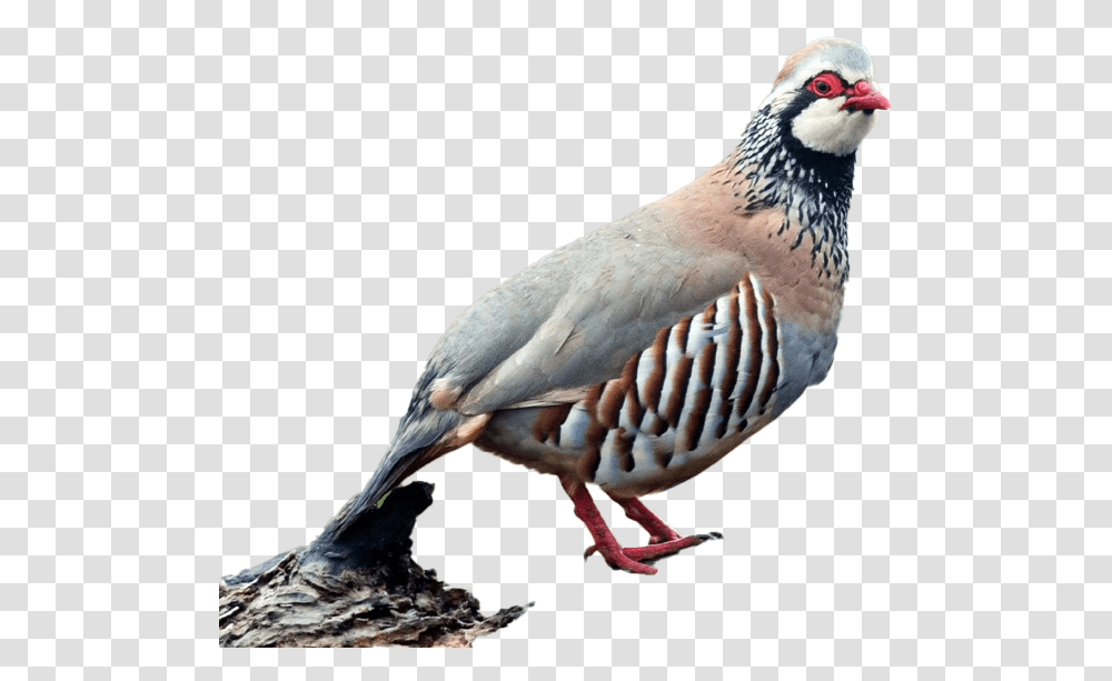 Partridge Image Partridge, Bird, Animal, Beak, Quail Transparent Png