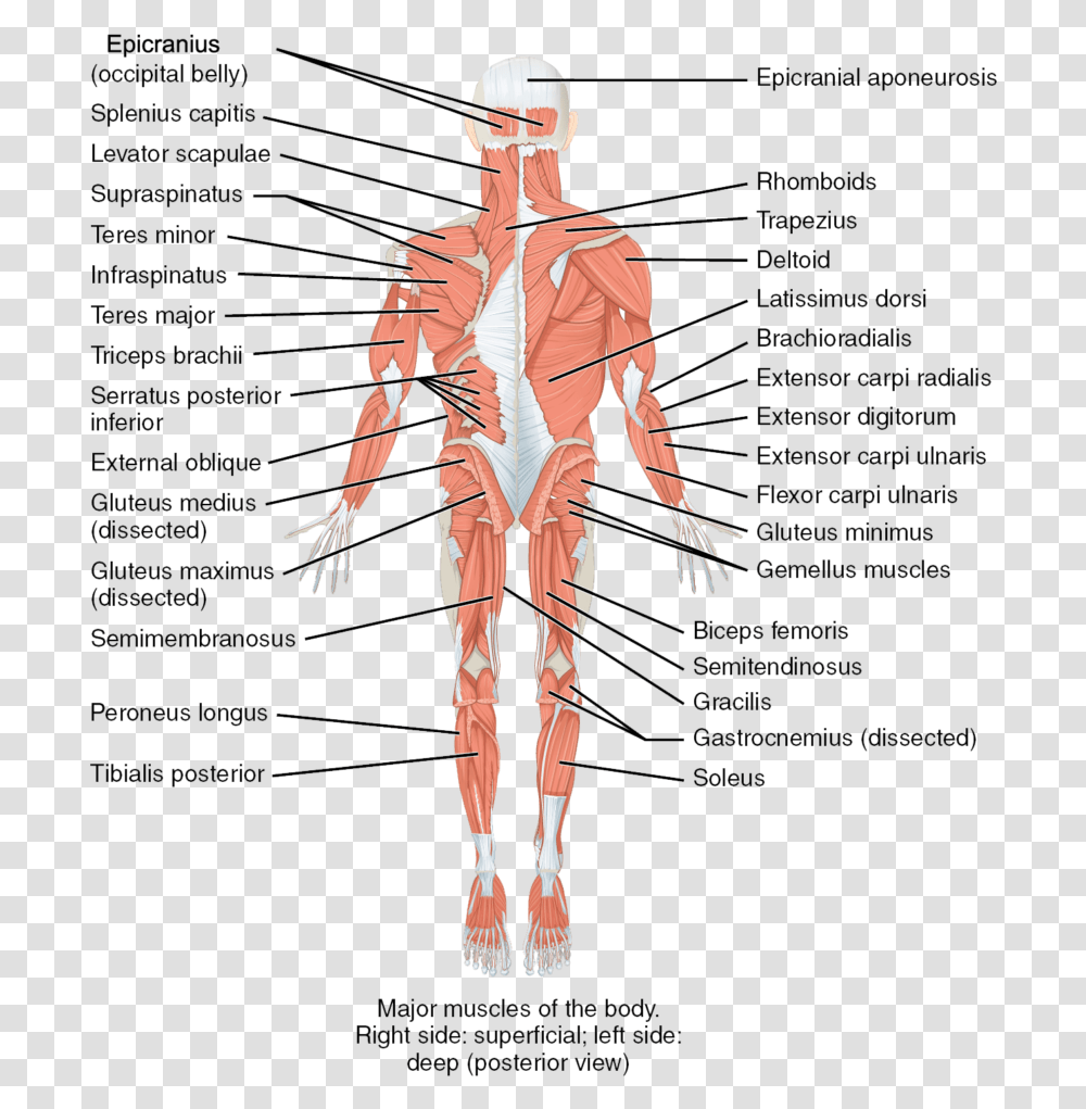 Parts And Functions Of Musculoskeletal System, Person, Human, Torso, Veins Transparent Png