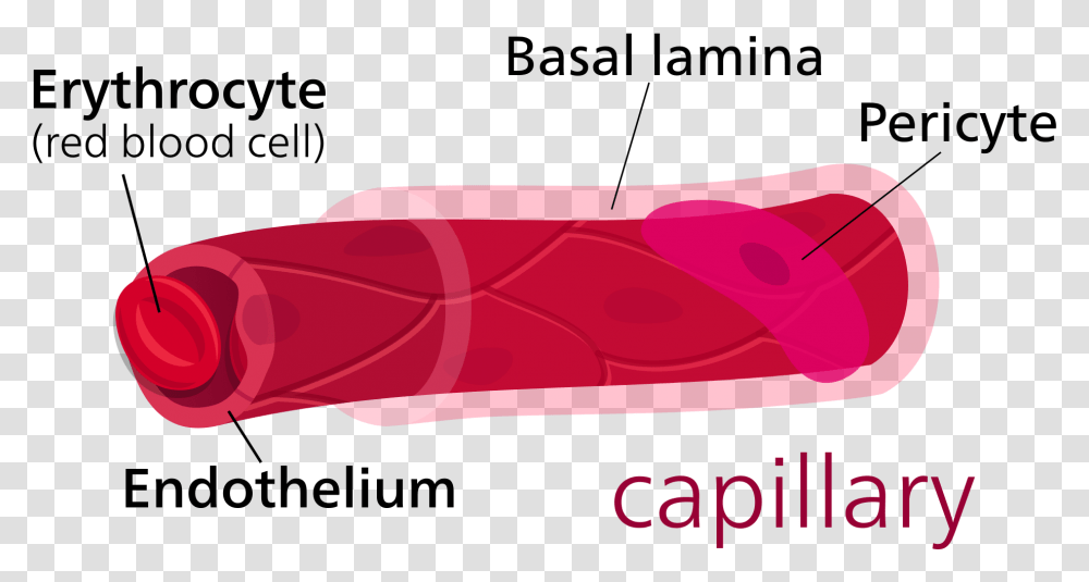 Parts Of A Capillary, Food, Dynamite, Weapon, Pork Transparent Png