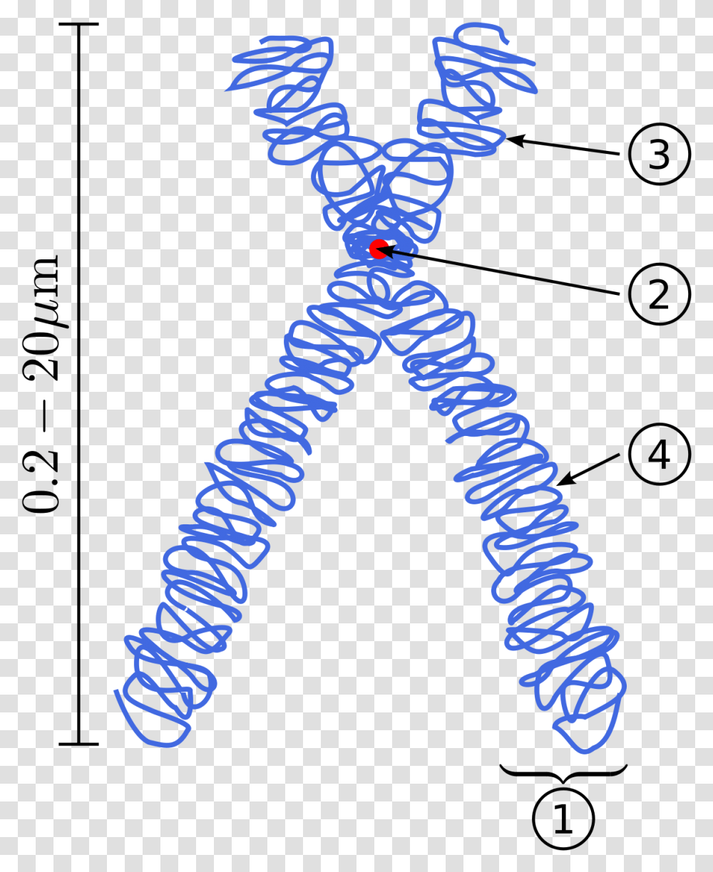 Parts Of A Chromosome, Alphabet, Triangle, Accessories Transparent Png