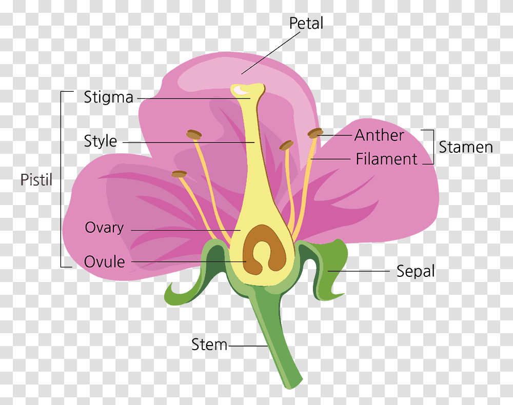 Parts Of A Flower And Their Functions With Diagram Green Diagram Parts Of A Flower, Plant, Animal, Insect, Invertebrate Transparent Png