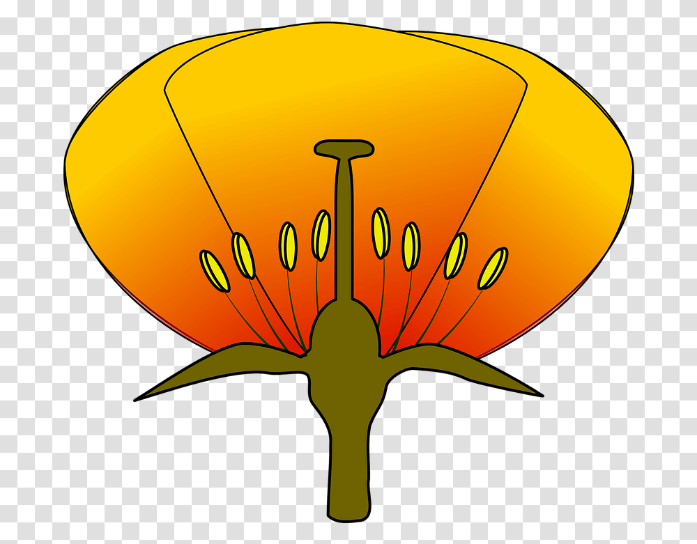 Parts Of A Flower Diagram Of A Flower Unlabeled, Plant, Blossom, Petal, Anther Transparent Png