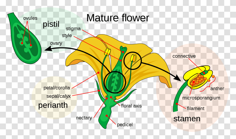 Parts Of A Flower, Sea Life, Animal, Diagram, Plot Transparent Png