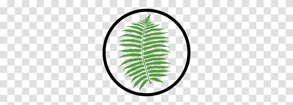Parts Of A Plant Clipart, Tree, Leaf, Fern, Green Transparent Png