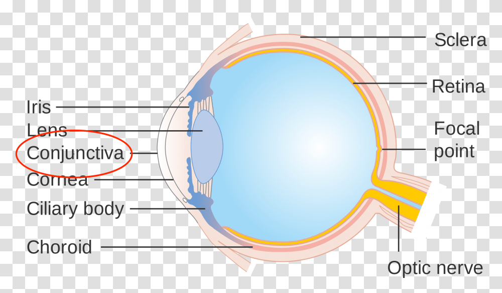 Parts Of Eye Eye, Sphere, Nature, Outdoors, Outer Space Transparent Png