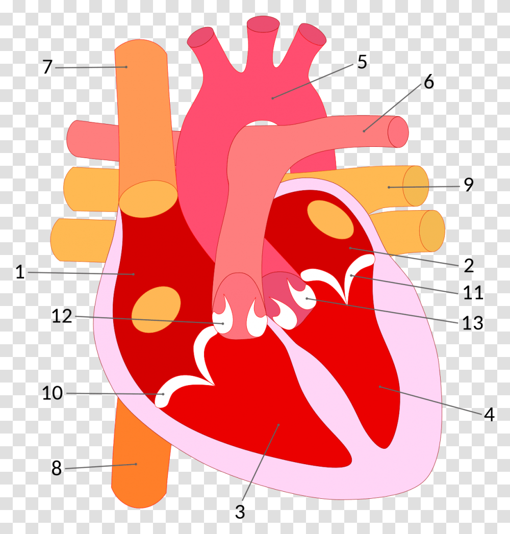 Parts Of Heart, Hand, Dynamite, Bomb, Weapon Transparent Png