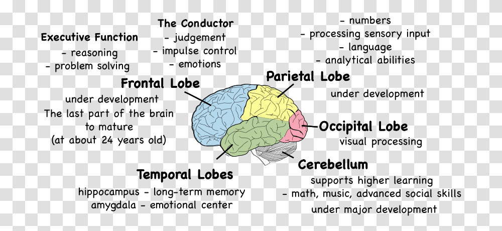 Parts Of The Brain And What They, Plant, Turtle, Vegetation, Plot Transparent Png
