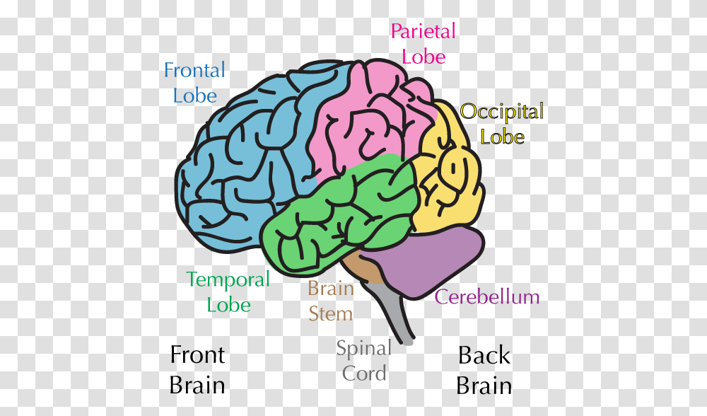 Parts Of The Brain, Rock, Poster, Advertisement Transparent Png
